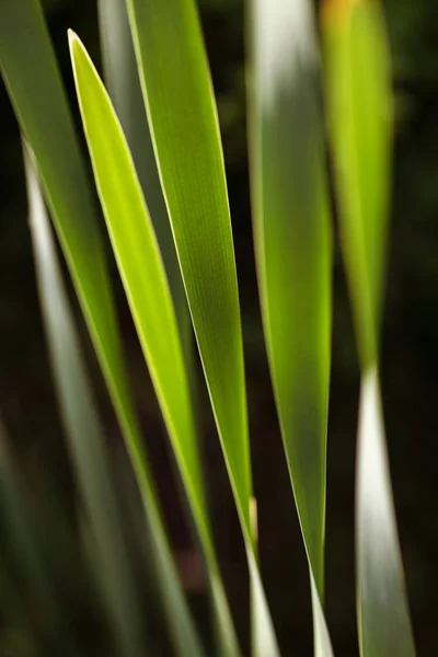 Abstract Blades Grass Background Shallow Depth Field — Stock Photo, Image