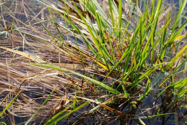 Grama Verde Que Cresceu Água Observe Profundidade Rasa Campo — Fotografia de Stock