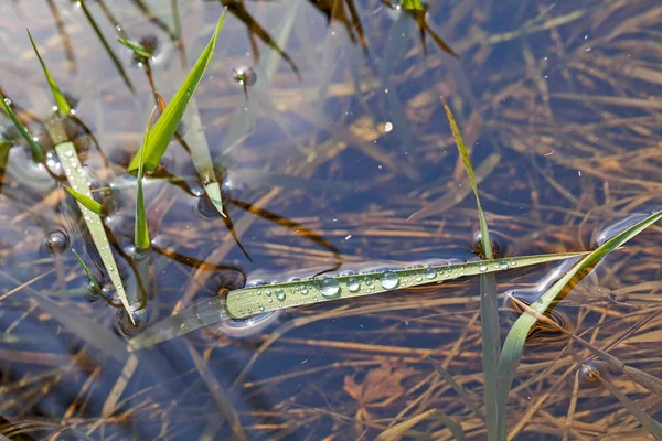Droppar Vatten Det Gröna Gräset Vatten Notera Grunt Skärpedjup — Stockfoto