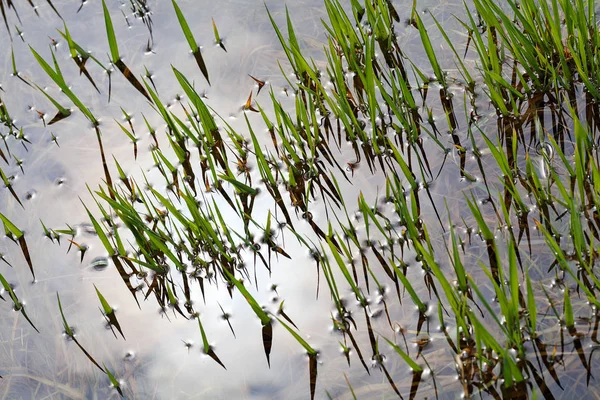 Grama Verde Que Cresceu Água Observe Profundidade Rasa Campo — Fotografia de Stock