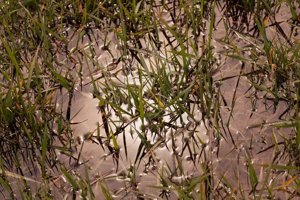 Hierba Verde Alta Agua Naturaleza Nota Poca Profundidad Campo — Foto de Stock