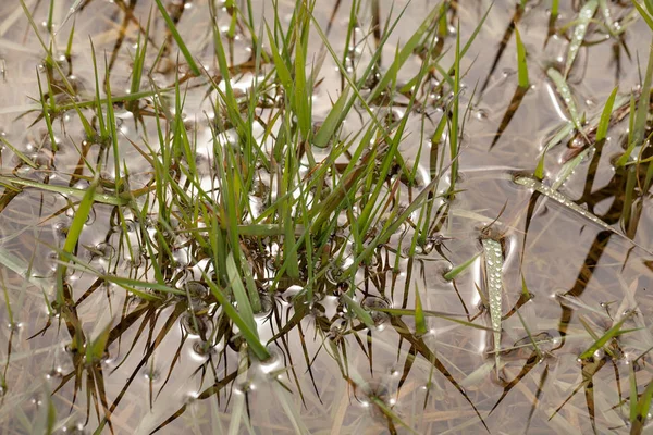 Herbe Haute Verte Dans Eau Dans Nature Note Faible Profondeur — Photo