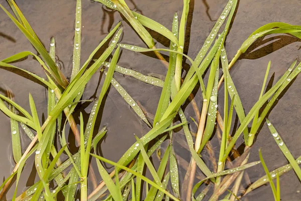 Gotas Água Grama Verde Água Não Profundidade Rasa Campo — Fotografia de Stock