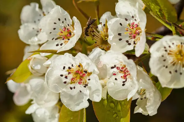 Manzano Silvestre Florecido Naturaleza Nota Poca Profundidad Campo — Foto de Stock