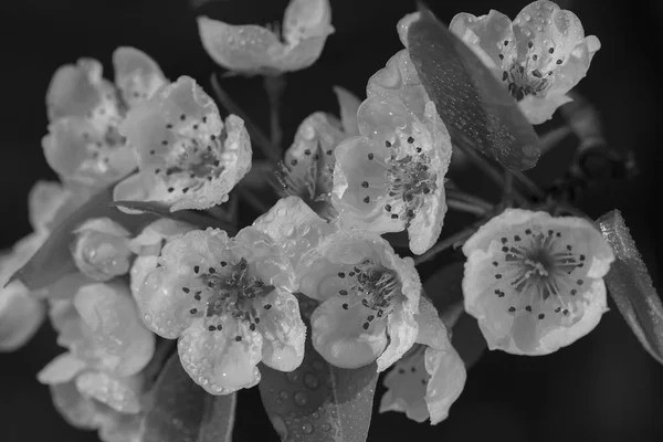 Delicate White Flowers Dark Background Note Shallow Depth Field — 스톡 사진