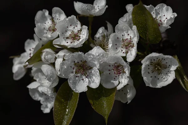 Delicadas Flores Blancas Sobre Fondo Oscuro Nota Poca Profundidad Campo — Foto de Stock