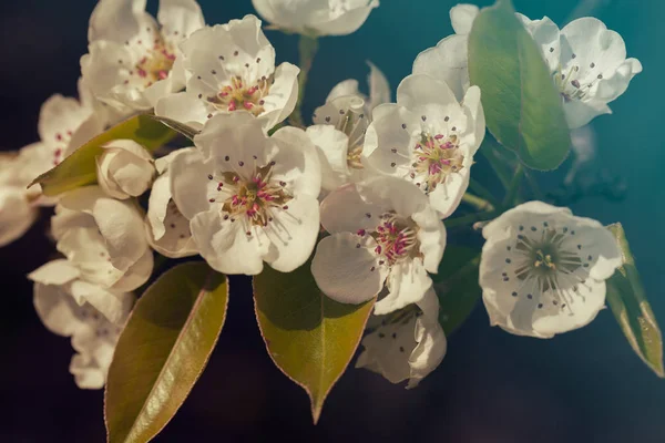 Delicadas Flores Blancas Sobre Fondo Oscuro Nota Poca Profundidad Campo —  Fotos de Stock