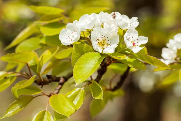 Pommier Sauvage Fleuri Dans Nature Note Faible Profondeur Champ — Photo