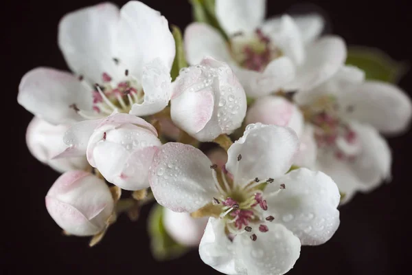 gentle pink and white blossoms on a dark background, note shallow depth of field