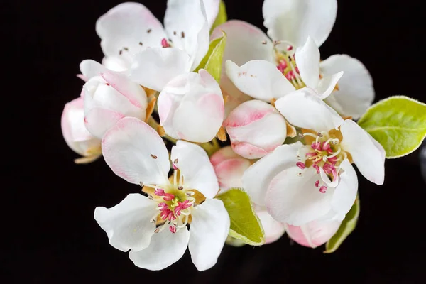 gentle pink and white blossoms on a dark background, note shallow depth of field