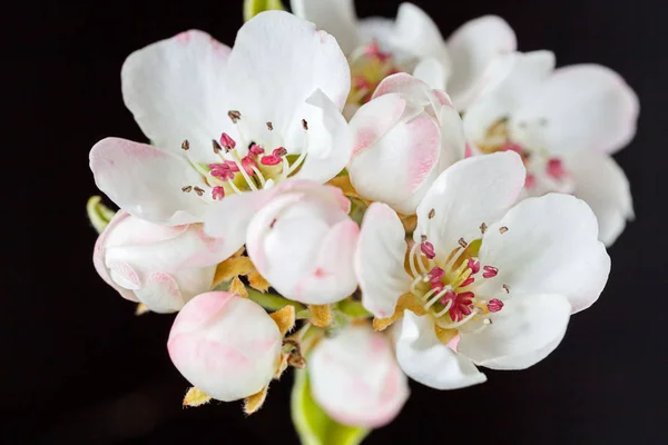 Suave Rosa Flores Blancas Sobre Fondo Oscuro Nota Poca Profundidad — Foto de Stock
