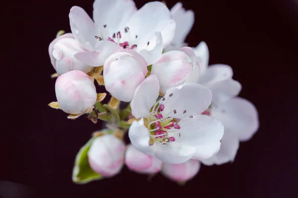 gentle pink and white blossoms on a dark background, note shallow depth of field