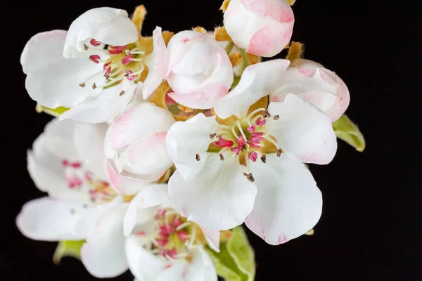 Suave Rosa Flores Blancas Sobre Fondo Oscuro Nota Poca Profundidad — Foto de Stock