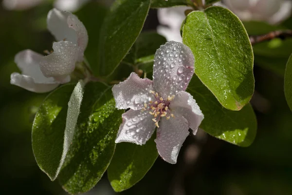 gently pale pink flowers with green leaves, note shallow depth of field