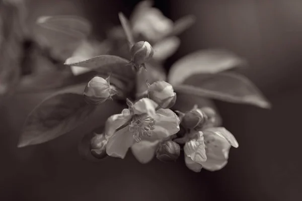 Focus Apple Blossom Buds Twig Note Shallow Depth Field — 스톡 사진