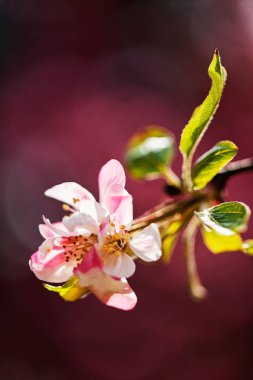 Arkaplanı bulanık elma çiçeğine odaklan, alanın sığ derinliğine dikkat et