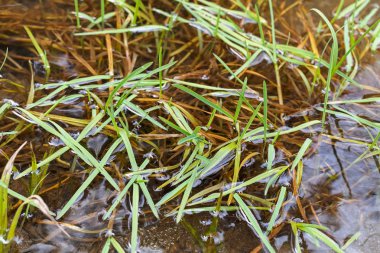 Doğadaki sudaki yabani otlar, derin alan derinliğine dikkat edin.