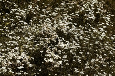 Çayırdaki küçük beyaz çiçekler, sığ tarlanın derinliğine dikkat edin.