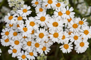 Doğadaki çayırda papatya çayı, sığ alan derinliğine dikkat edin.