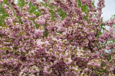 ağaç pembe çiçekleri şehrin Not alan sığ derinliği ile