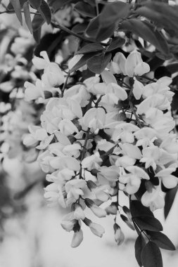 Arkaplanda gökyüzü olan akasya dalları, yüzeysel alan derinliğine dikkat edin.