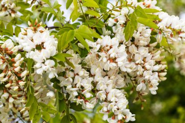 Beyaz Akasya doğada çiçek açıyor. Sığ alan derinliğine dikkat edin.
