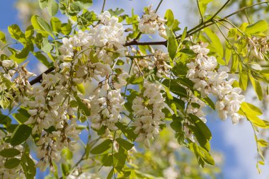Arkaplanda gökyüzü olan akasya dalları, yüzeysel alan derinliğine dikkat edin.