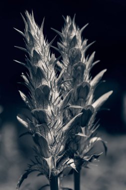 Doğada çiçek açmadan önce aslanağzı türünün yüzeysel derinliğine dikkat edin.