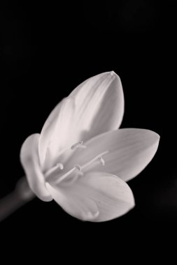 Not alan sığ derinliği siyah bir zemin üzerine sarı çiçek