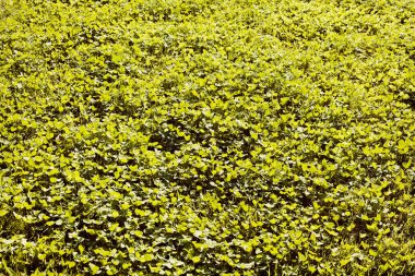 Yeşil yonca tarlası doğada, dikkat edin sığ alan derinliği