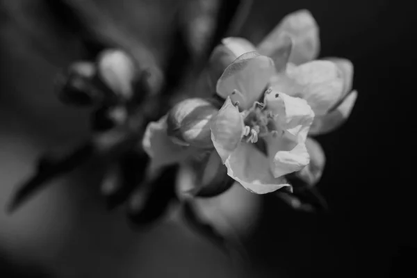 Ostrość Kwiat Jabłoni Pąki Gałązce Uwaga Płytkiej Głębi Ostrości — Zdjęcie stockowe