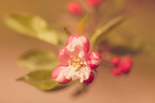 Centran Flor Manzana Brotes Una Ramita Nota Poca Profundidad Campo —  Fotos de Stock