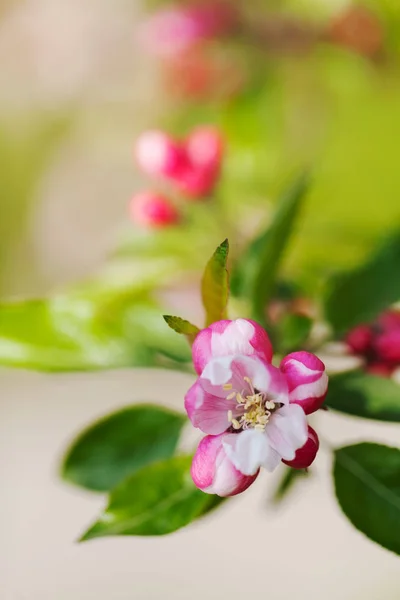 Centran Flor Manzana Brotes Una Ramita Nota Poca Profundidad Campo — Foto de Stock