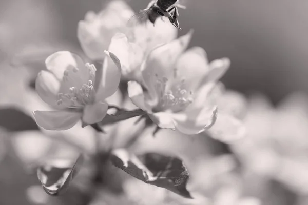 枝の上の繊細なピンクの花畑の浅い深さに注意してください — ストック写真