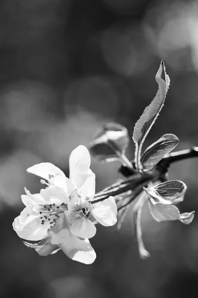 背景がぼやけているリンゴの花に焦点を当てフィールドの浅い深さに注意 — ストック写真