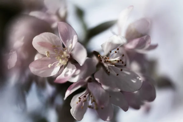 Focus Apple Blossom Blurred Background Note Shallow Depth Field — 스톡 사진