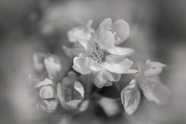 背景がぼやけているリンゴの花に焦点を当てフィールドの浅い深さに注意 — ストック写真