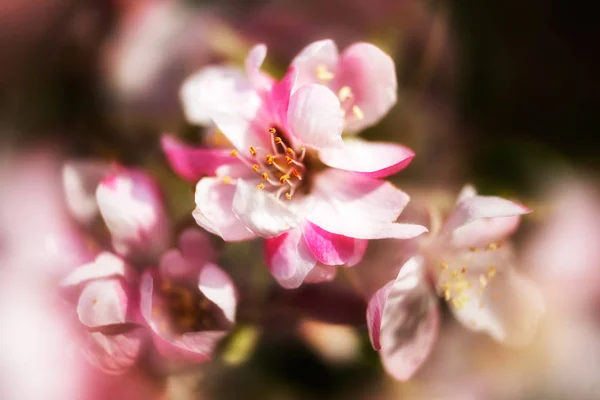 Focus Apple Blossom Blurred Background Note Shallow Depth Field — 스톡 사진
