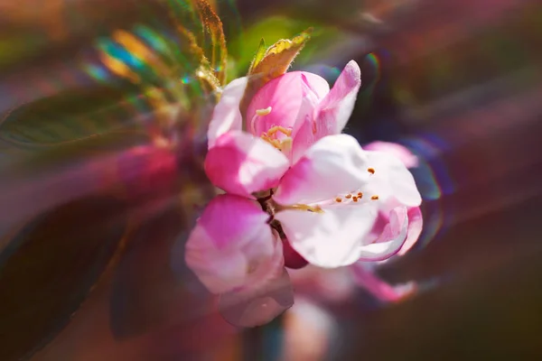 Mettre Accent Sur Fleur Pomme Avec Fond Flou Noter Une — Photo