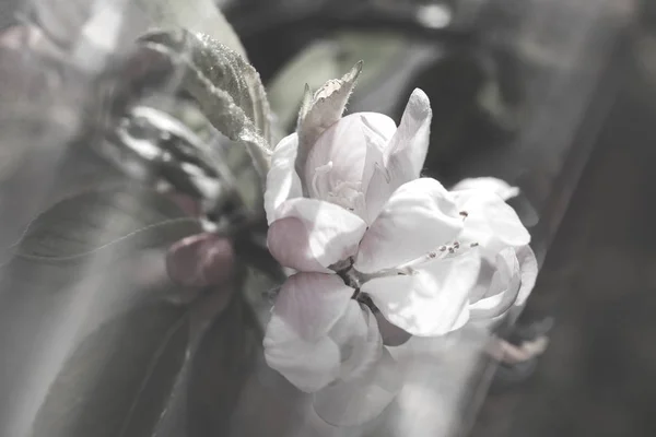 Focus Apple Blossom Blurred Background Note Shallow Depth Field — 스톡 사진