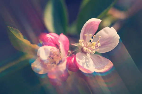 Fokus Auf Apfelblüte Mit Verschwommenem Hintergrund Beachten Sie Flache Schärfentiefe — Stockfoto