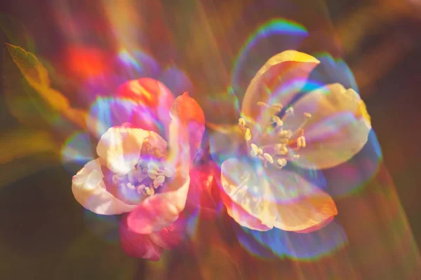 Fokus Auf Apfelblüte Mit Verschwommenem Hintergrund Beachten Sie Flache Schärfentiefe — Stockfoto