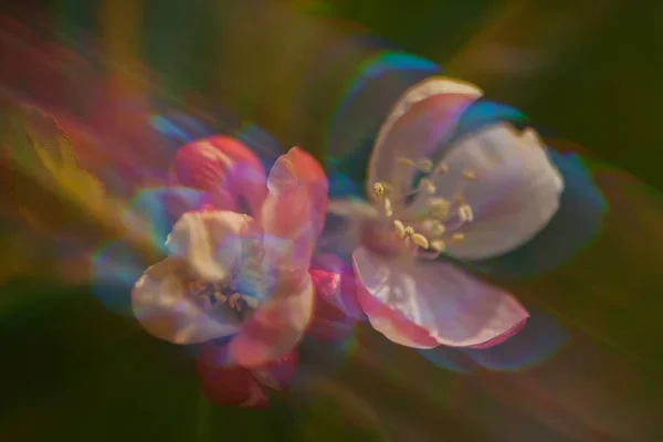 Foco Flor Maçã Com Fundo Desfocado Observe Profundidade Rasa Campo — Fotografia de Stock