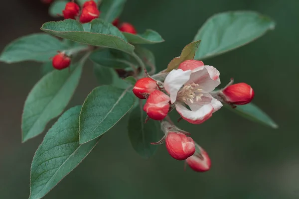 Blossomed Apple Tree Nature Note Shallow Depth Field — Stock Photo, Image