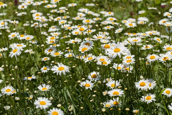 Flowers Daisies Meadow Green Grass Arround Note Shallow Depth Field — Stock Photo, Image