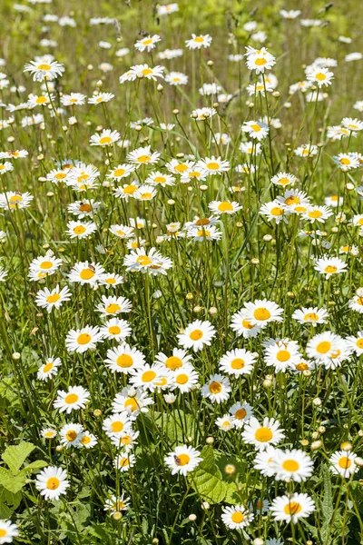Flowers Daisies Meadow Green Grass Arround Note Shallow Depth Field — Stock Photo, Image