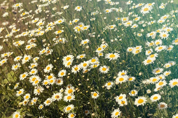 Virágok Százszorszépek Rét Zöld Körül Vegye Figyelembe Sekély Mélysége Mező — Stock Fotó