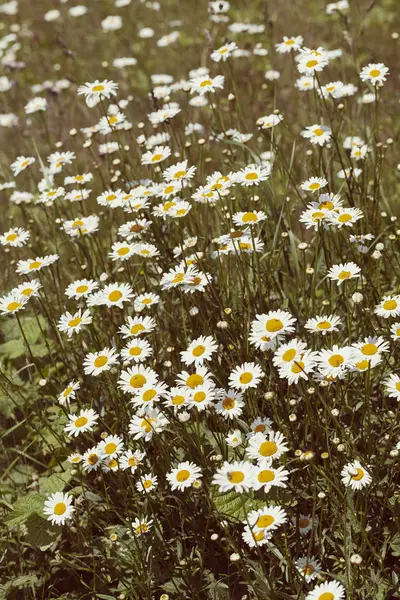 Flowers Daisies Meadow Green Grass Arround Note Shallow Depth Field — Stock Photo, Image