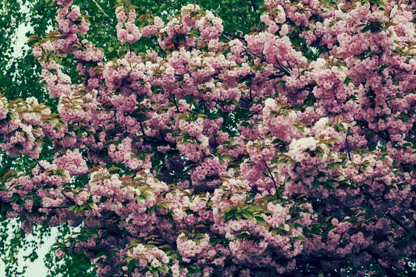 Arbre Avec Des Fleurs Roses Dans Ville Note Faible Profondeur — Photo