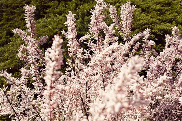 Декоративный Кустарник Бледно Розовый Цвет Природе Обратите Внимание Мелкую Глубину — стоковое фото